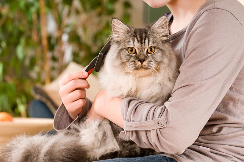 Langhaarkatze wird von einer Frau gekämmt.