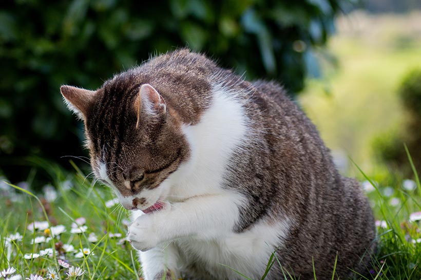 Getigerte Katze sitzt im Gras und leckt sich die Pfote.