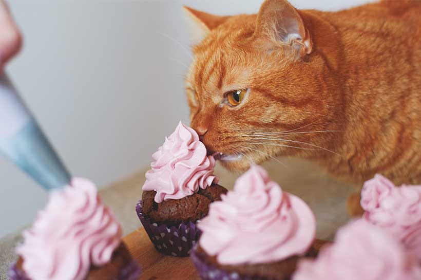 Katze schnuppert an leckeren Cupcakes