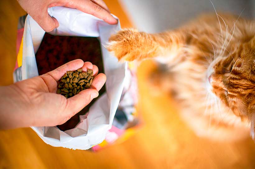 Eine Katze frisst Futterbrocken aus einer weißen Porzellanschale.