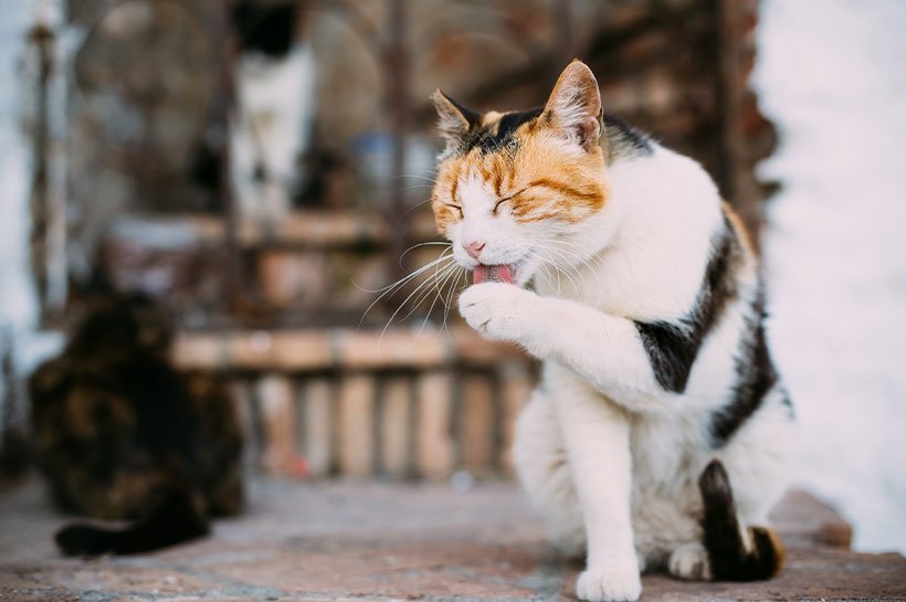 Dreifarbige Katze leckt sich im Garten die Pfote