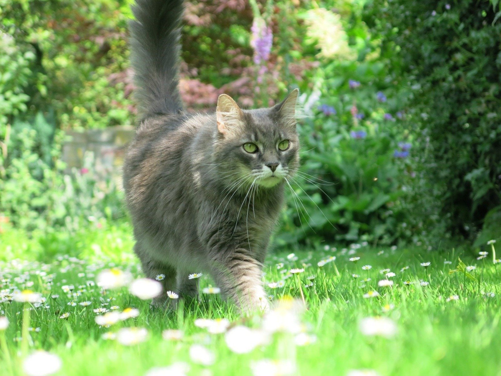 Graue Katze stromert über eine blühende Wiese