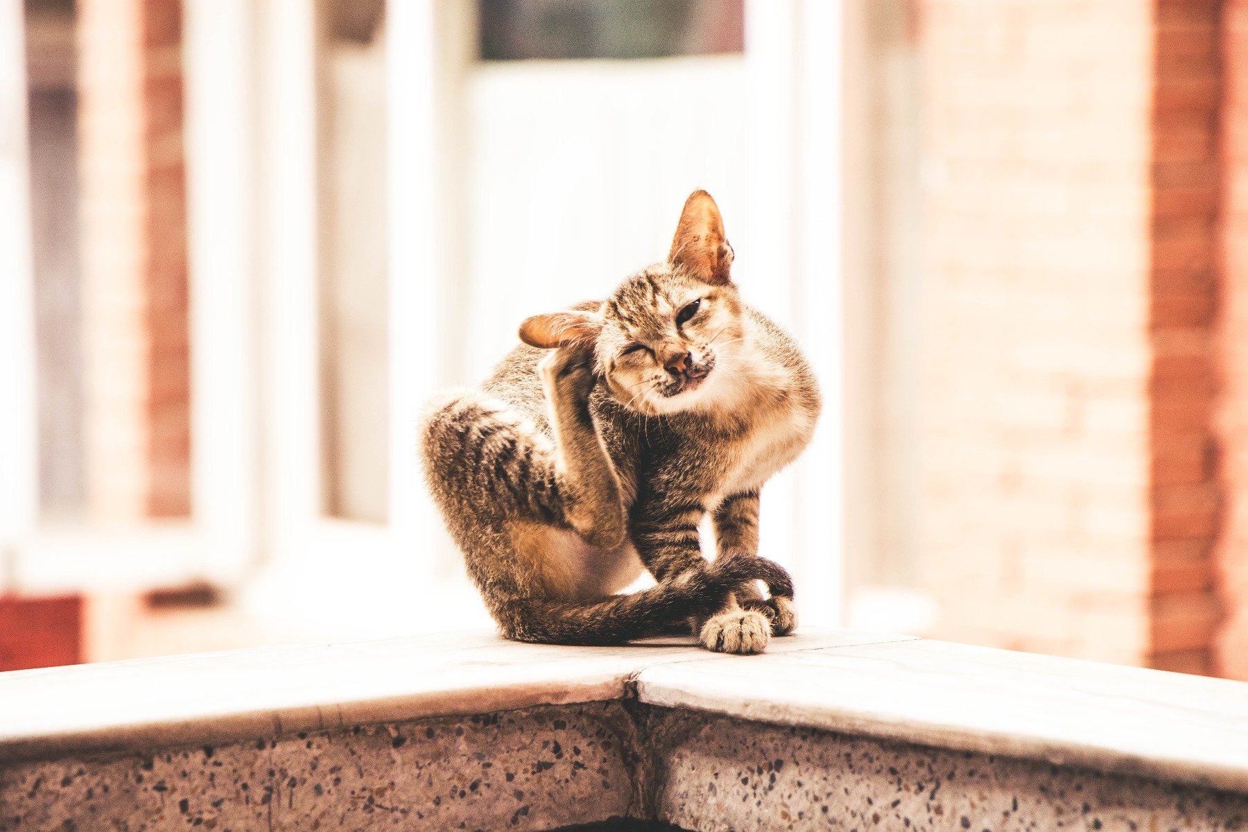 Katze kratzt sich mit der Hinterpfote am Ohr