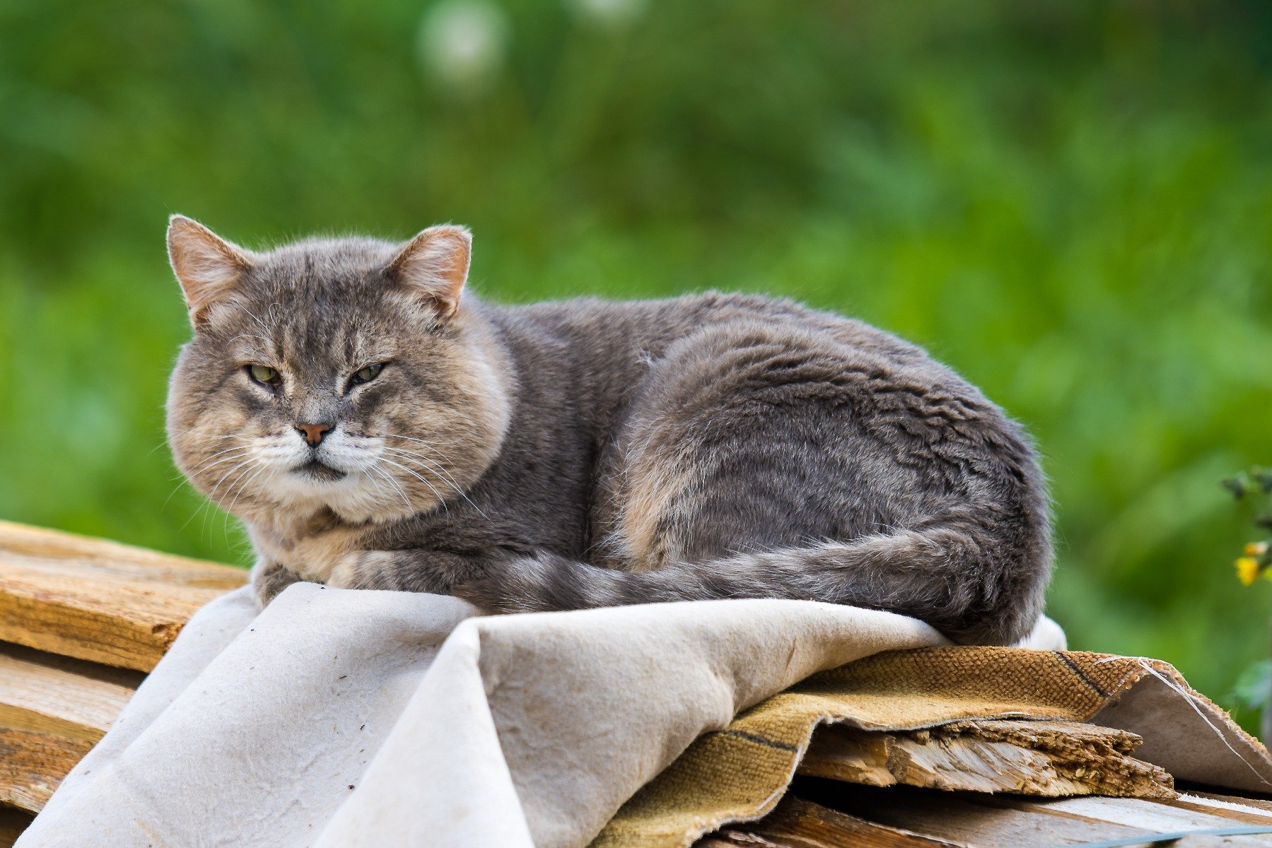 Arthrose bei dicken Katzen