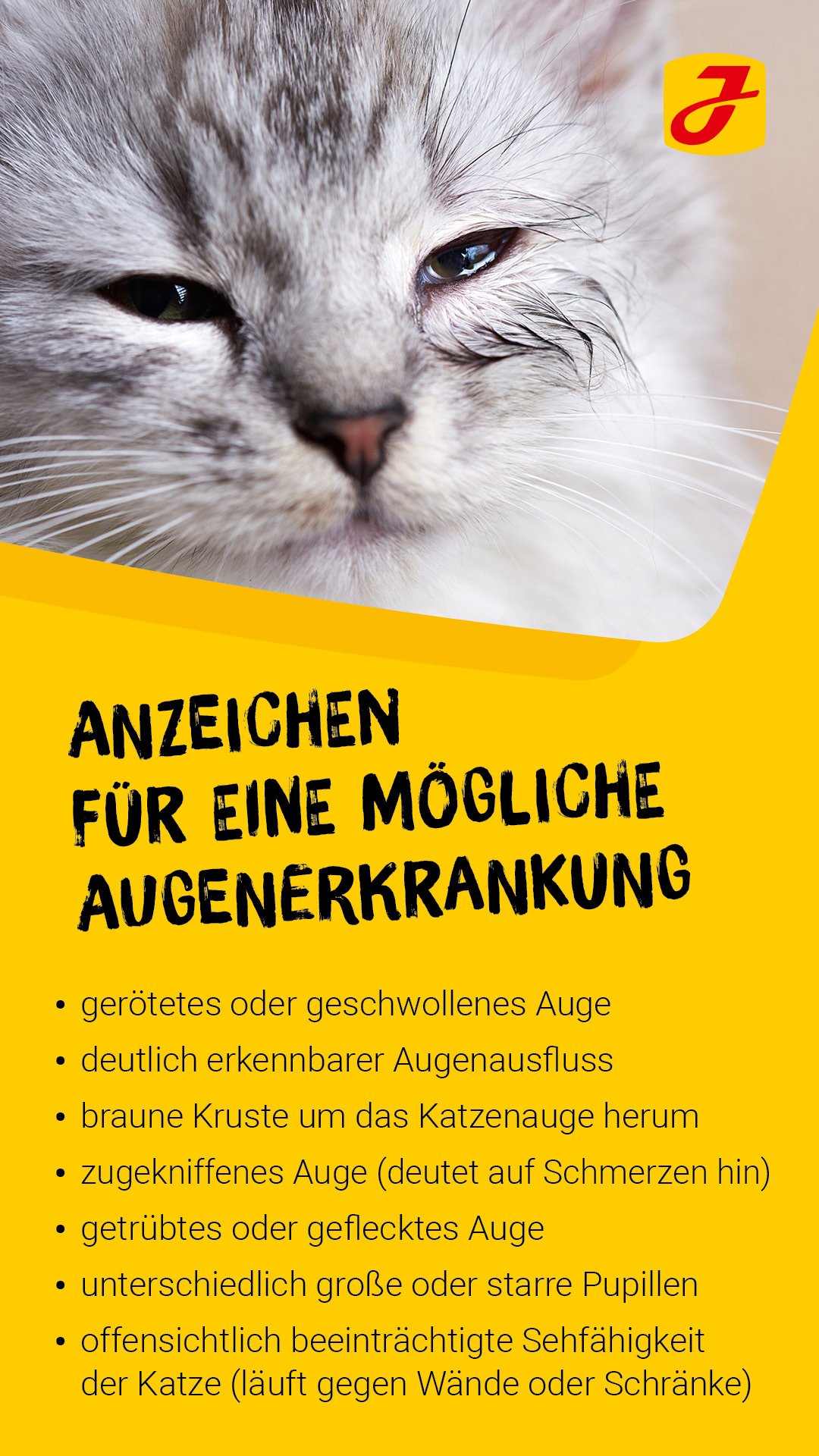 Chronische Augenentzündung Katze