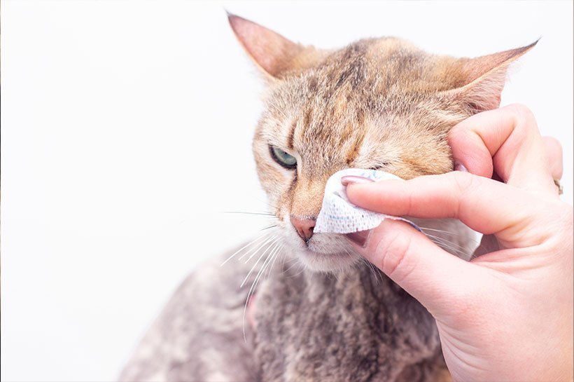 Augen einer Katze werden gesäubert