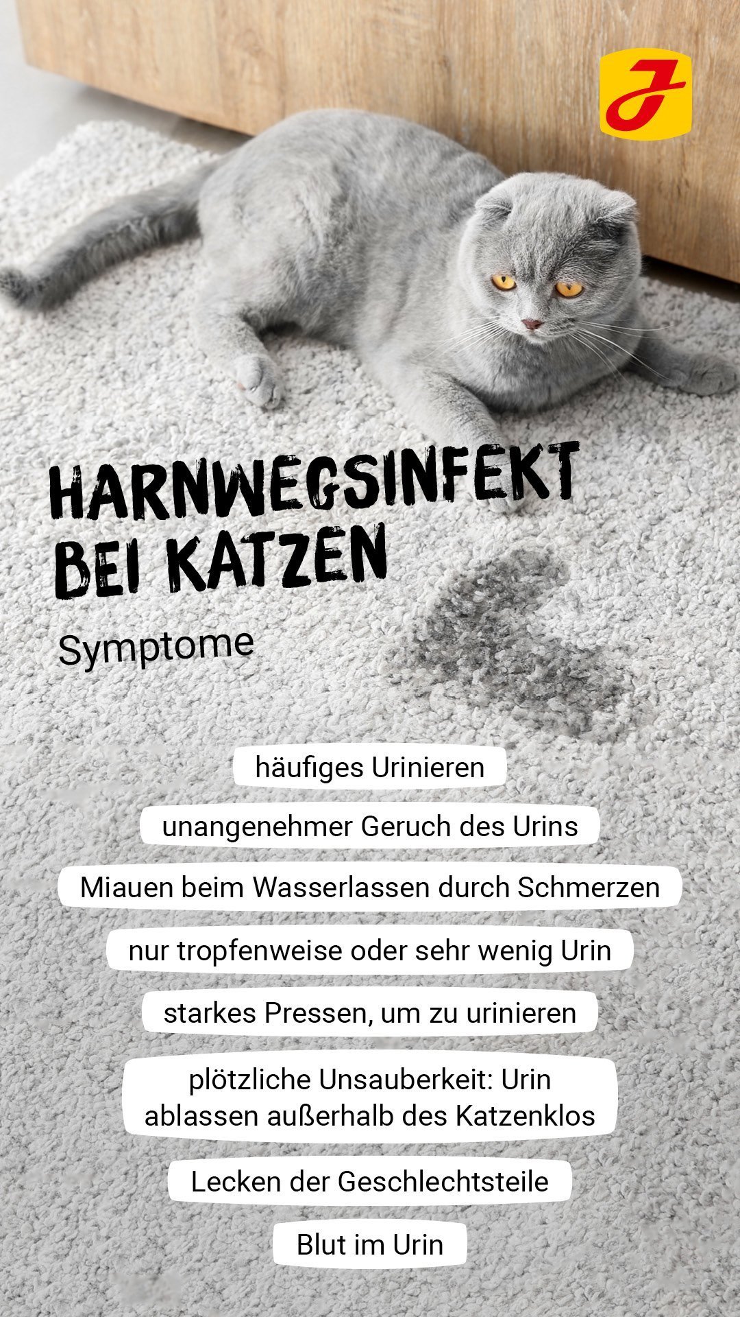 Katze Blasentumor Blut Im Urin