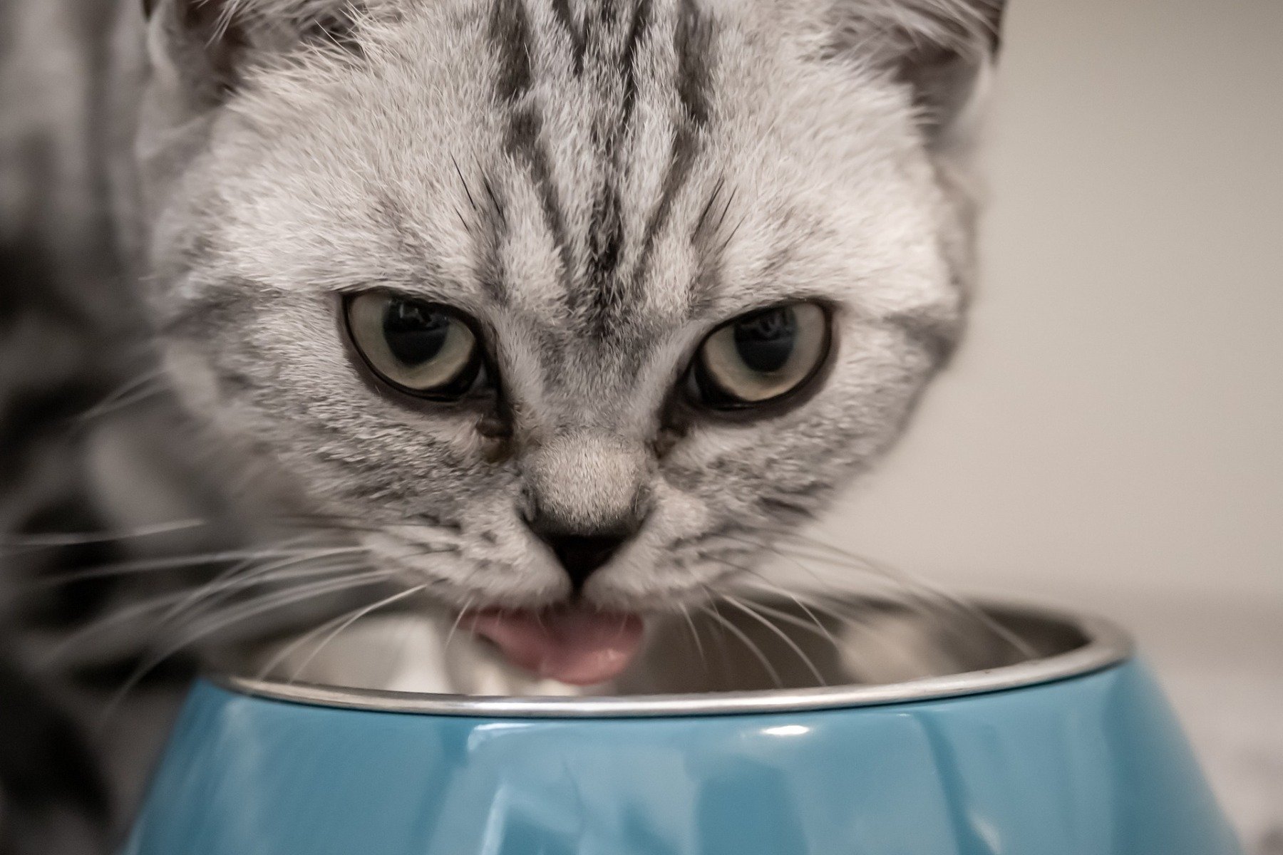 Grau getigert Katze trink Wasser aus einem Napf.