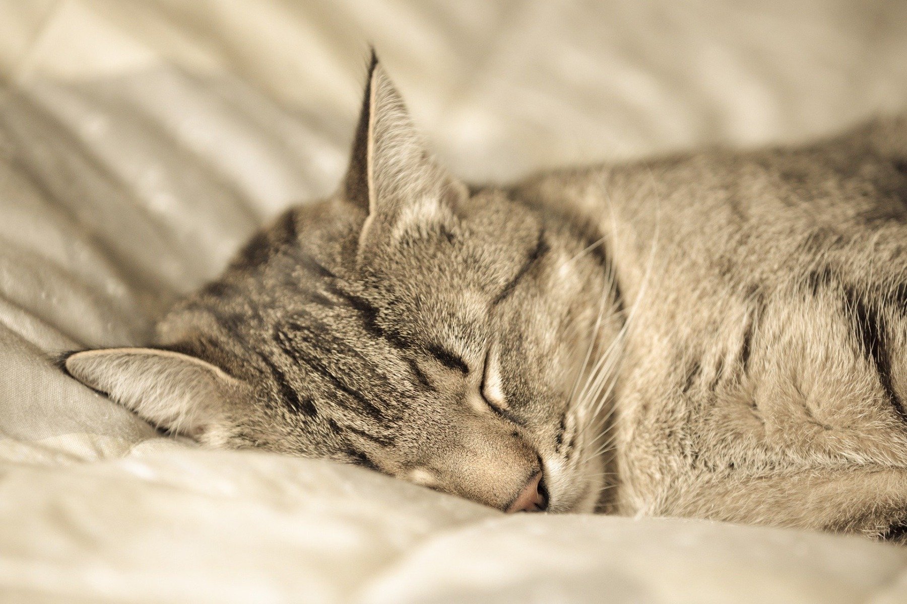 Getigerte Katze schläft auf einer Decke.