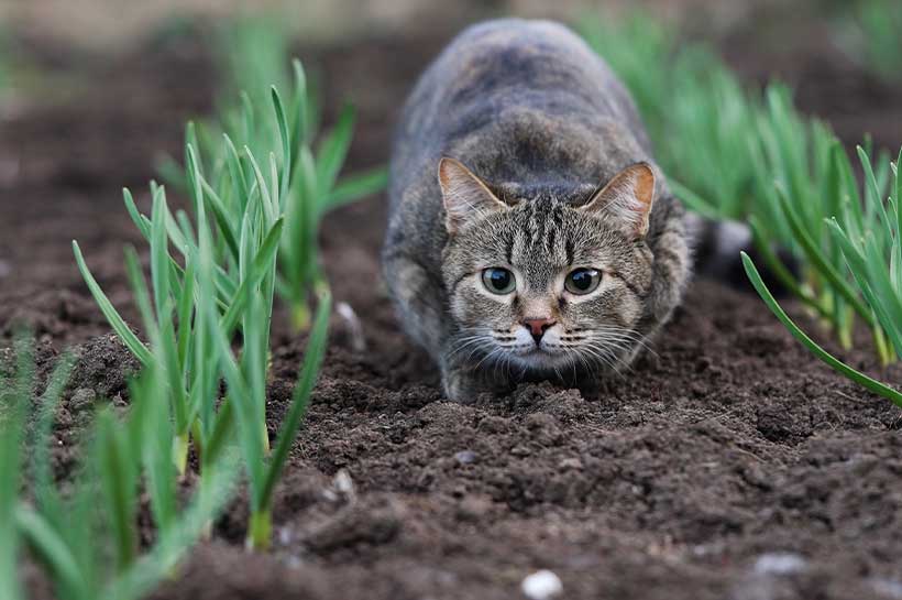 Getigerte Katze sitzt jagdbereit im Feld.