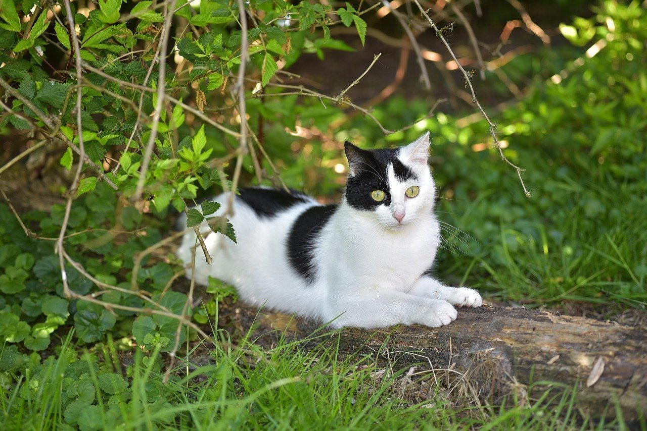 Junge schwarz-weiße Katze liegt auch einem Stück Holz im Grünen