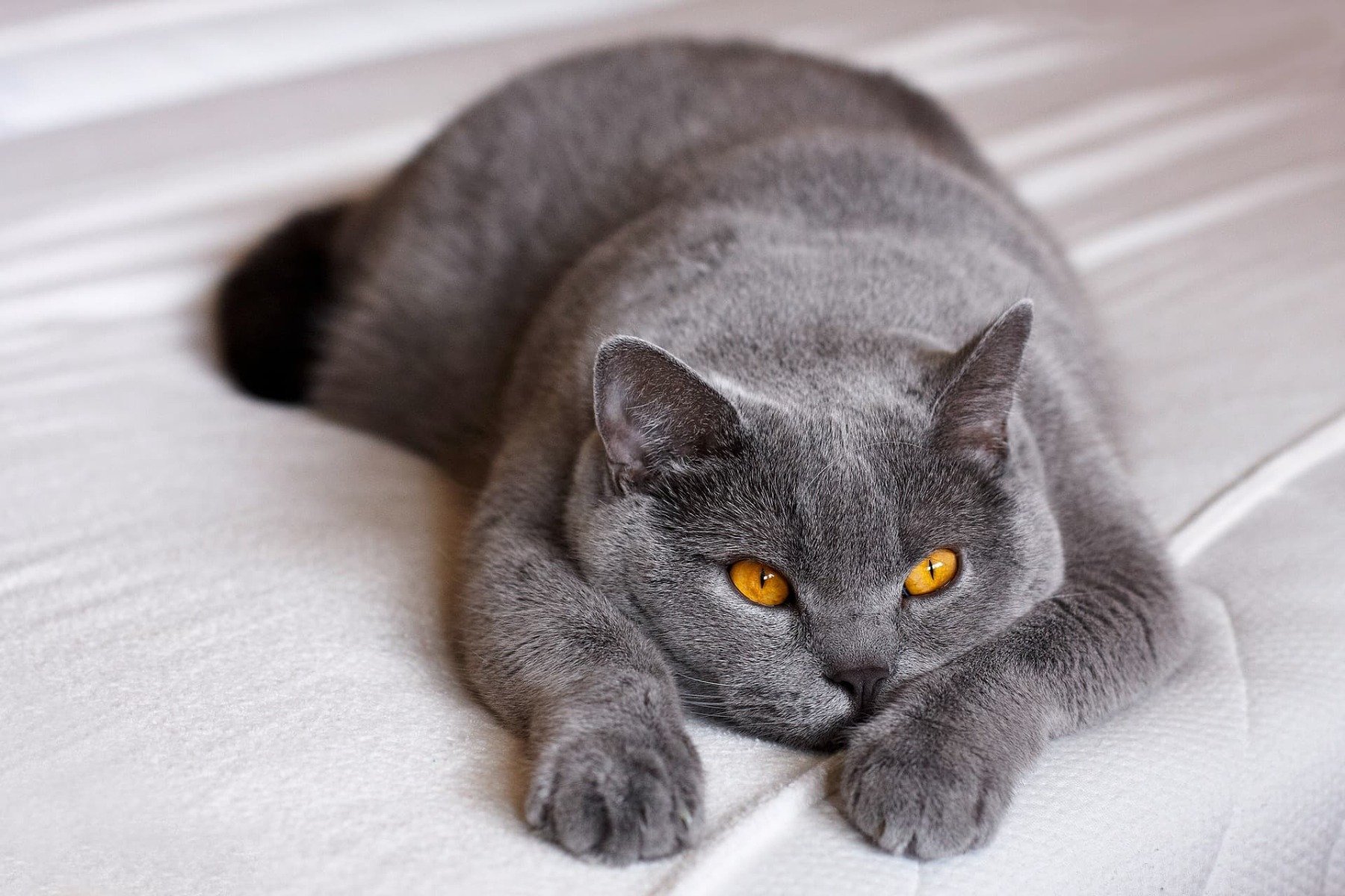 Bkh Katze Verliert Viele Haare