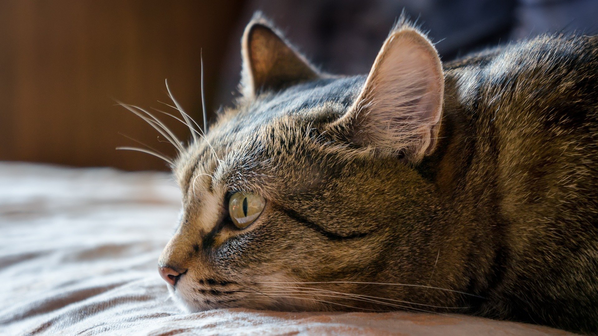 Graue getigerte Katze liegt auf Bett mit starrem Blick