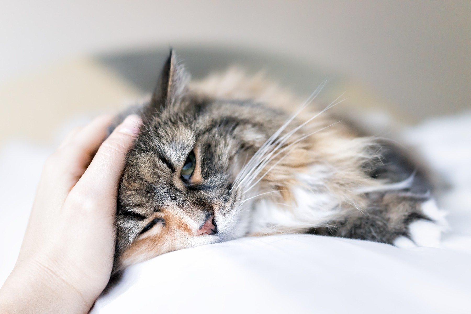 Katze liegt erschöpft unter einer Decke