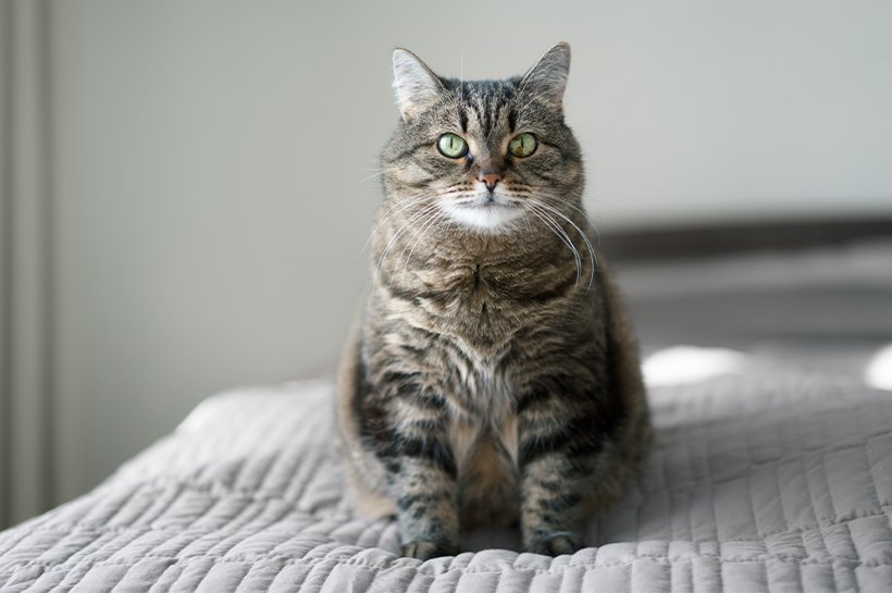 Grau-getigerte Katze mit Übergewicht sitzt auf einem Bett.