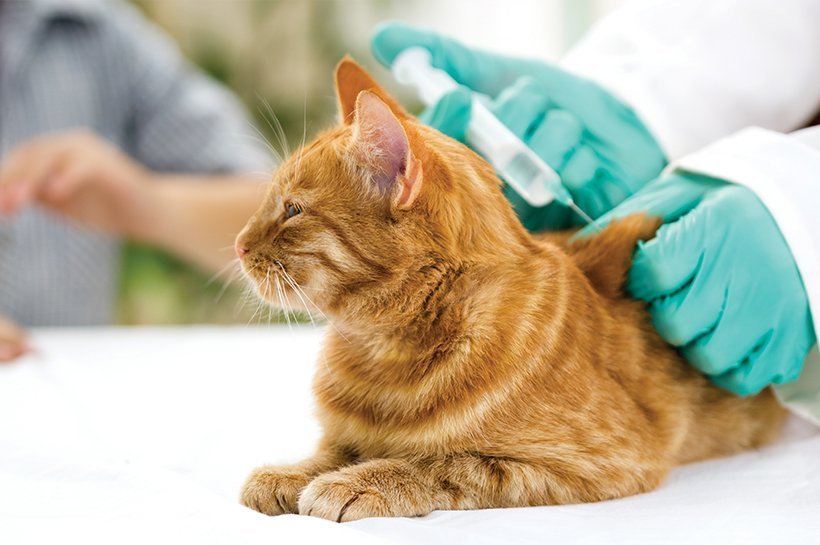 Rot-getigerte Katze liegt und erhält eine Spritze.