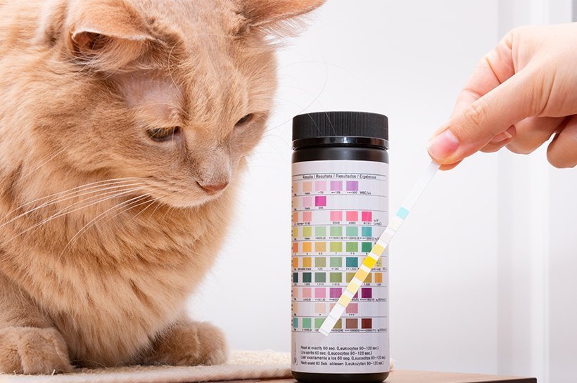 Rot-getigerte Katze neben Analysebehälter für die Prüfung des Urins auf Zuckerprobleme.