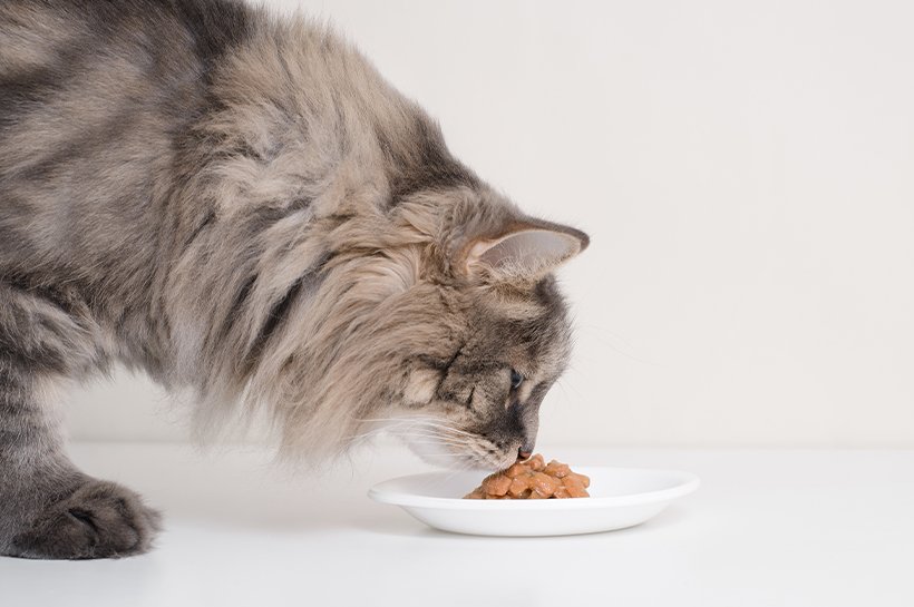 Flauschige Katze frisst Nassfutter von einem weißen Teller.