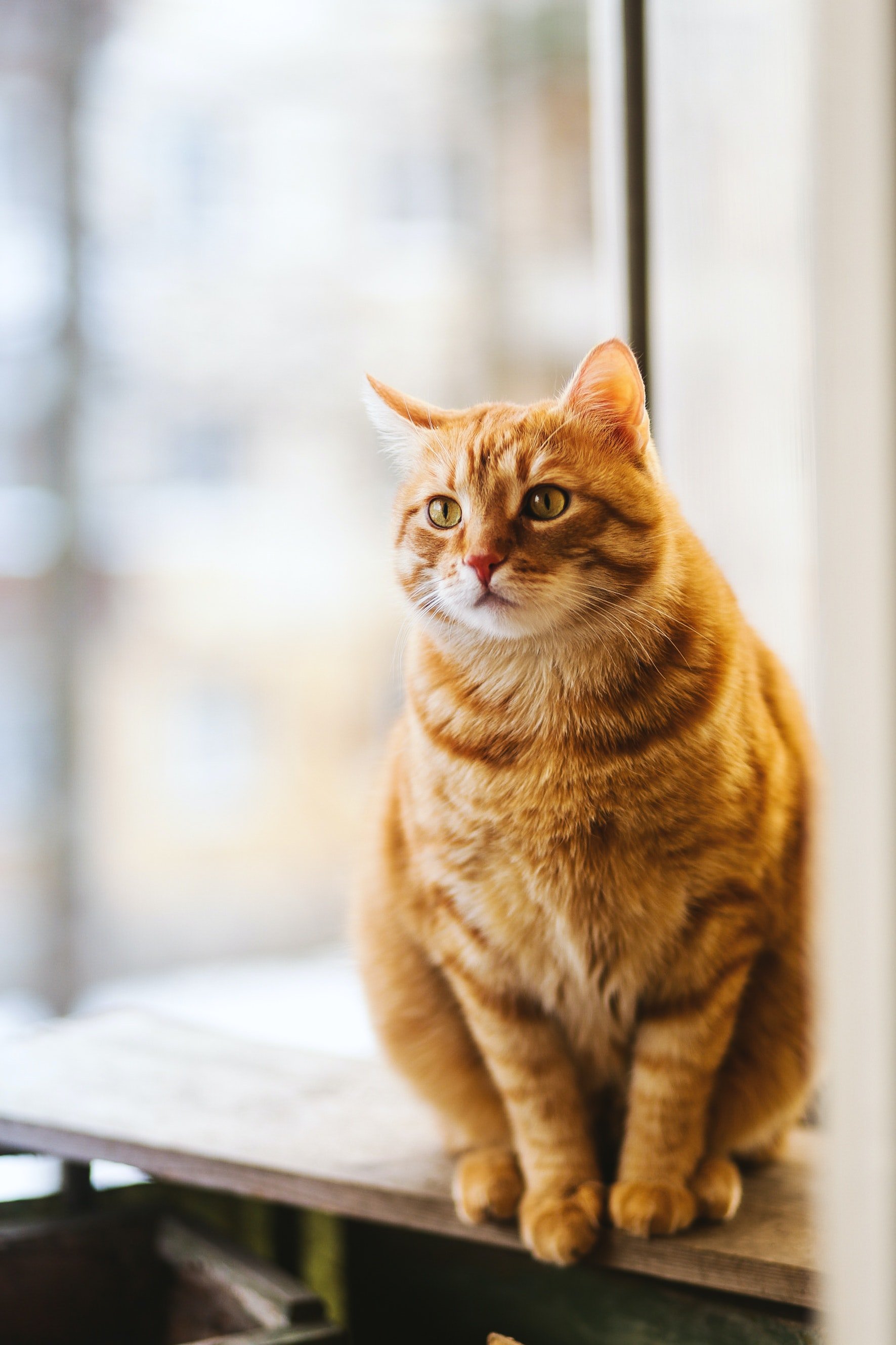 Roter getigerter Kater sitzt auf Holzbrett