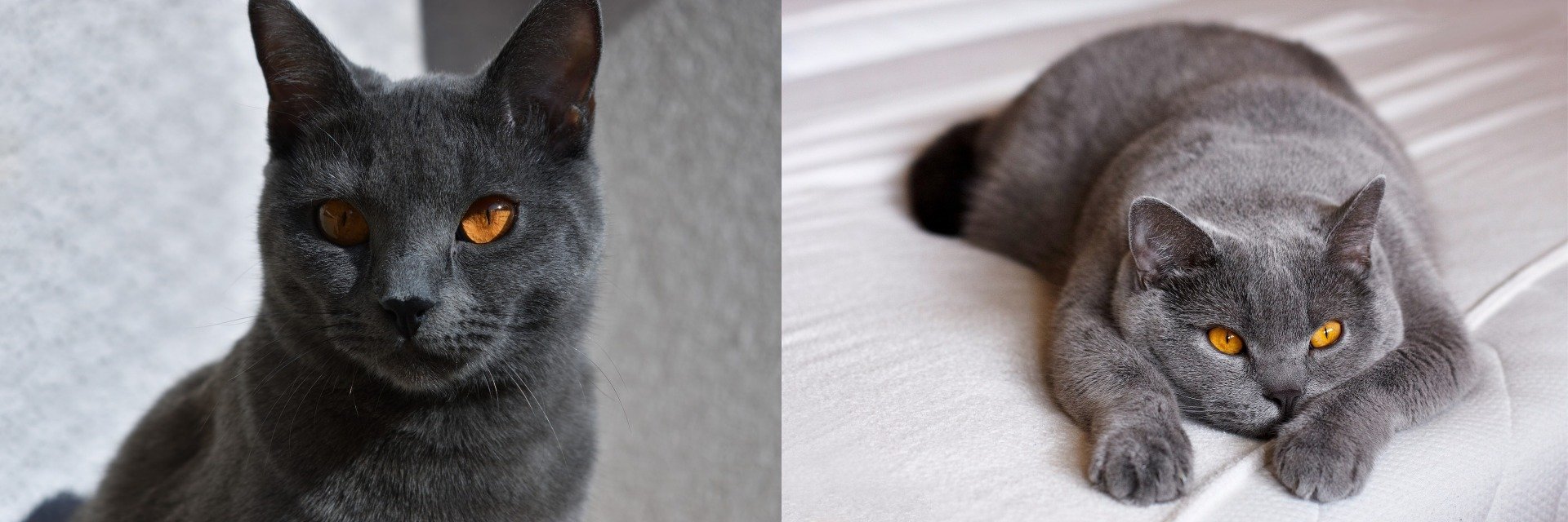Zwei blaugraue Katzen, eine Charteux und eine Britisch Kurzhaar im Vergleich 