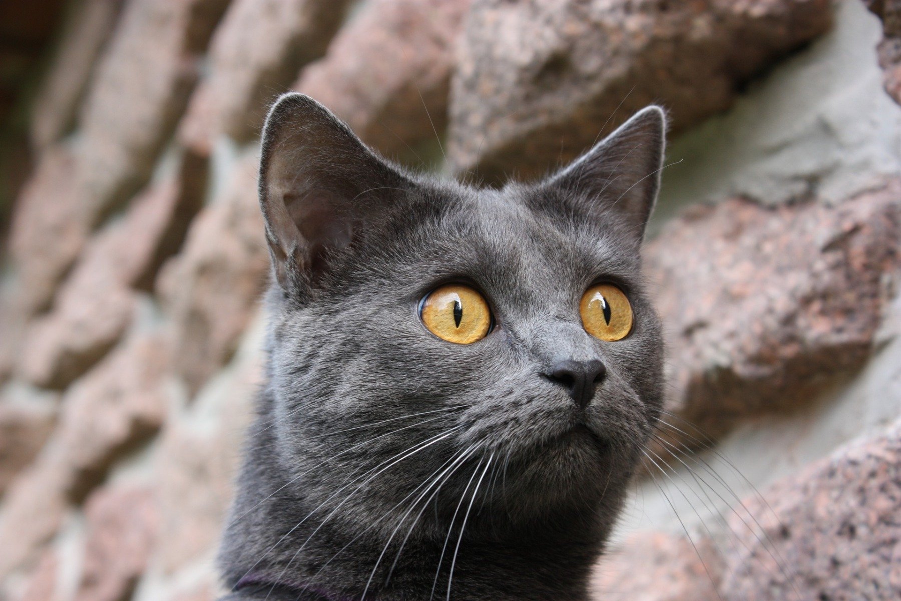 Blaugraue Katze mit goldenen Augen