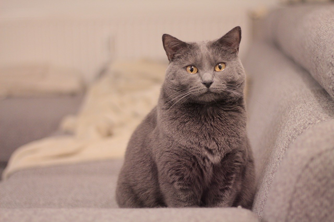 Blaugrauer Chartreux-Kater sitzt auf einem Sofa