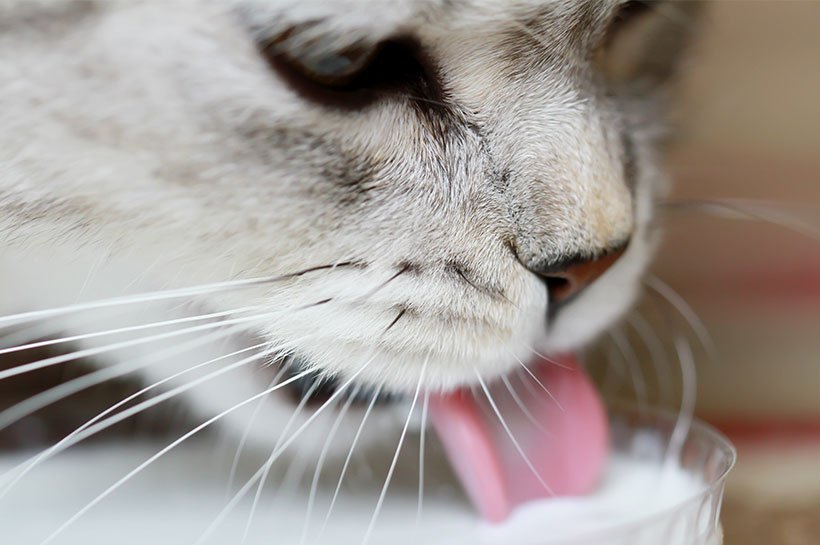 Helle Katze schleckt Milch aus Schale