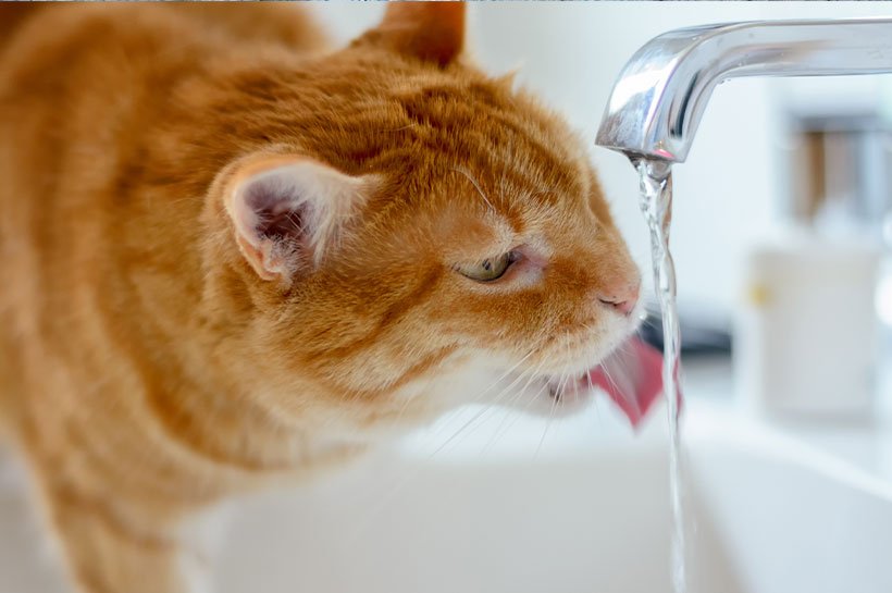 Rote Katze trinkt aus Wasserhahn