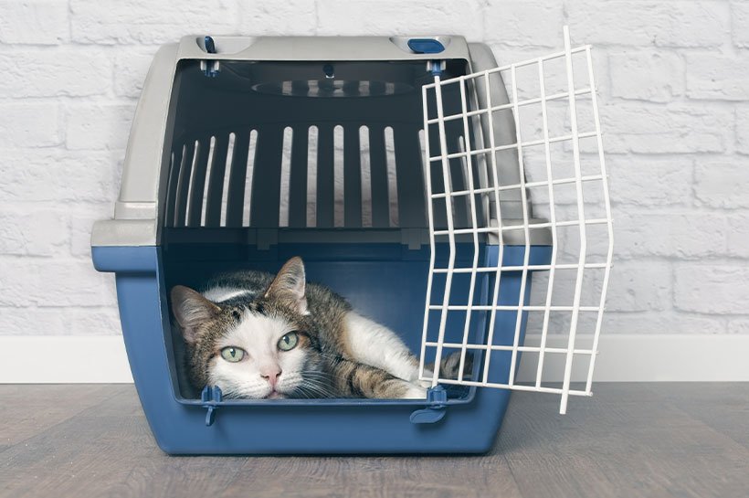 Eine schwarz-weiße Katze sitzt in einer Transportbox