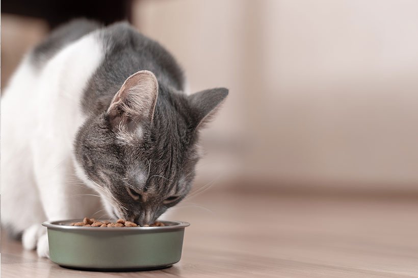 Tigerkatze sitzt vor weißem Keramiknapf