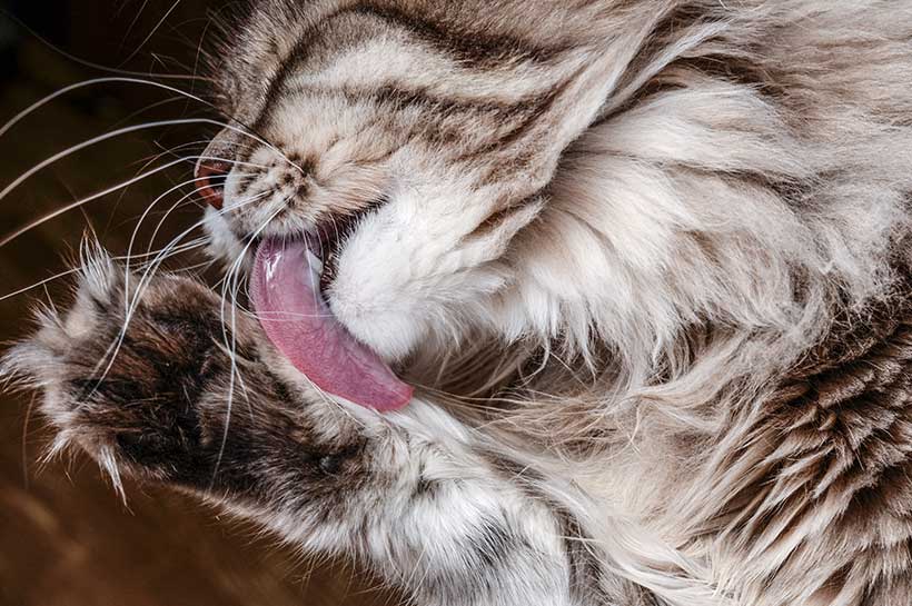 Langhaarige Katze im Fellwechsel