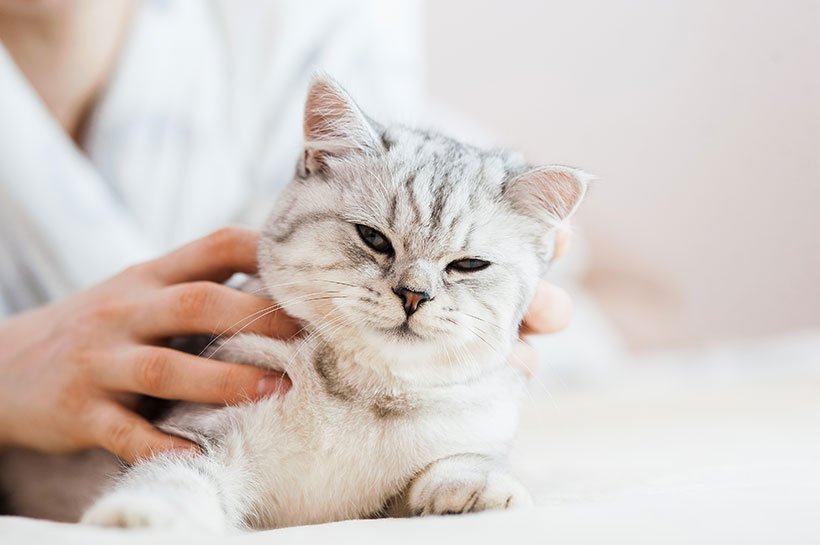 Helle Katze lässt sich streicheln