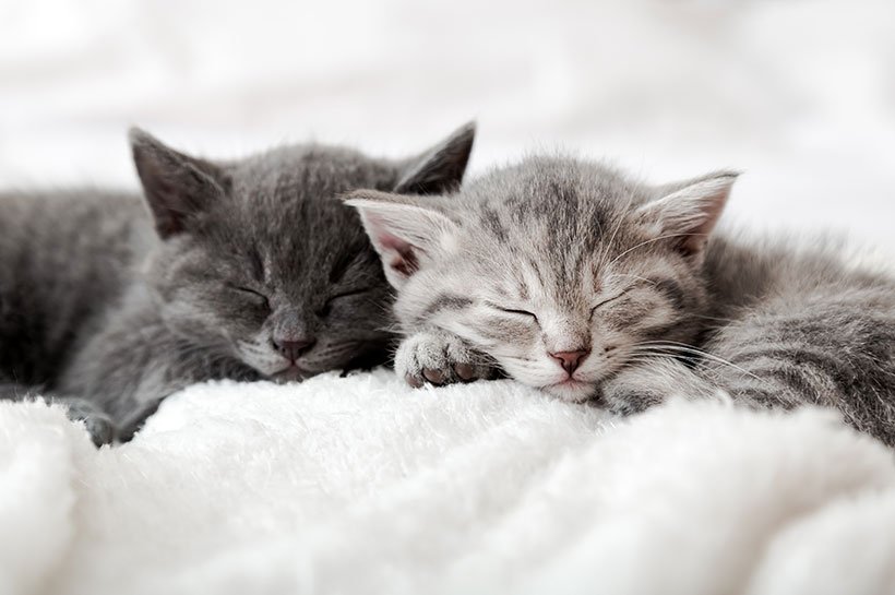 Zwei graue Kätzchen kuscheln