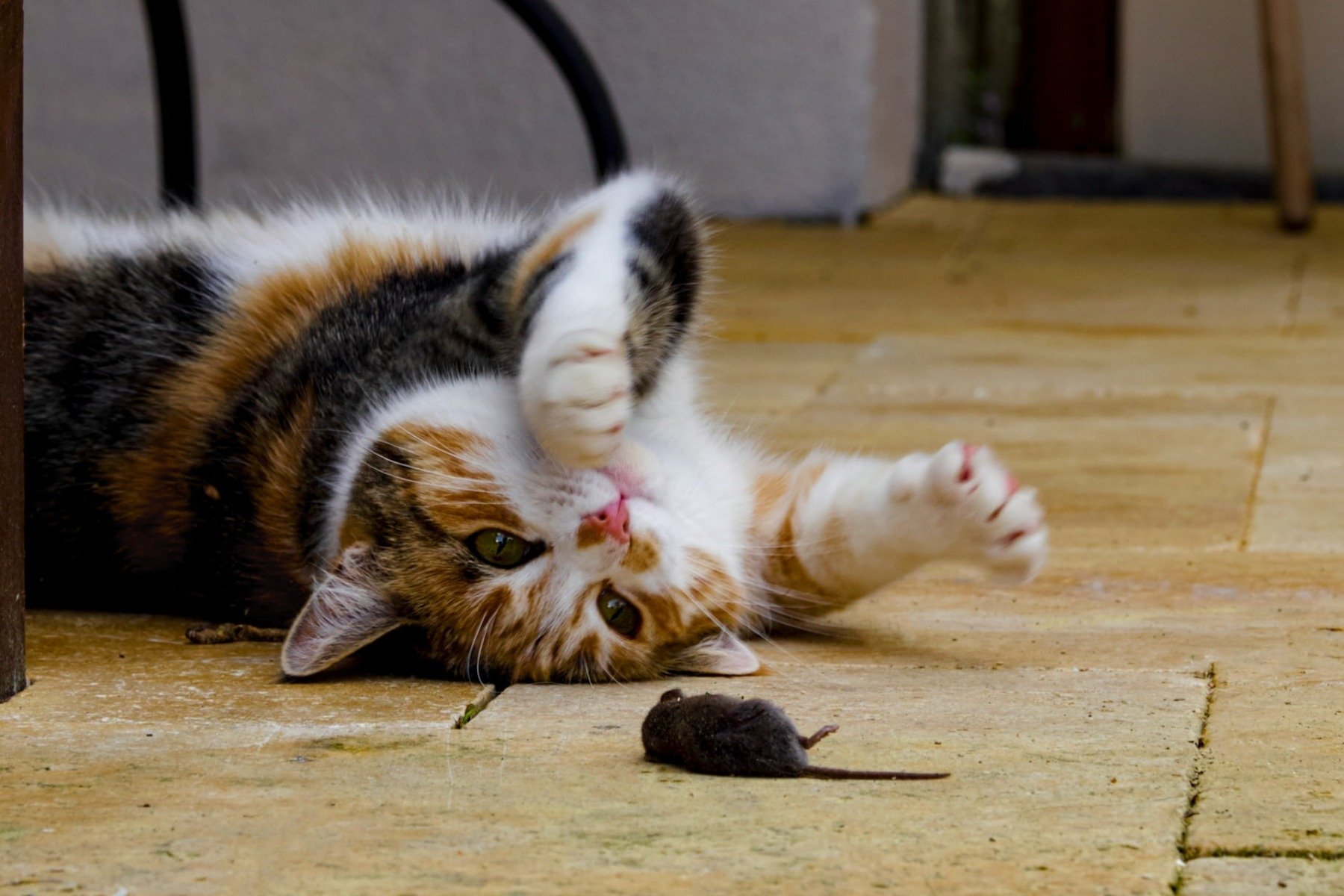 Katze liegt auf dem Rücken und spielt mit einer Maus