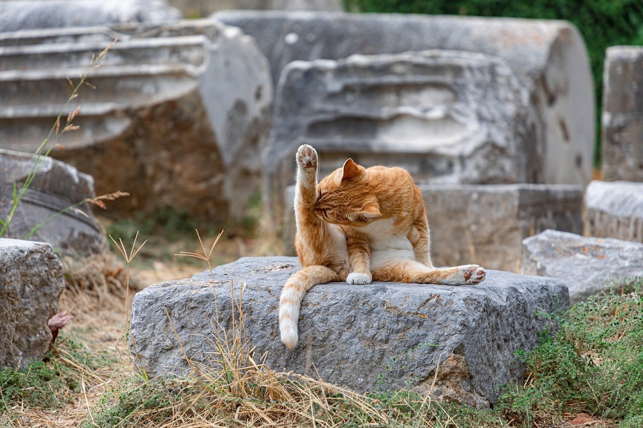 Katze sitzt auf einem Stein und putzt ihr hinteres Bein