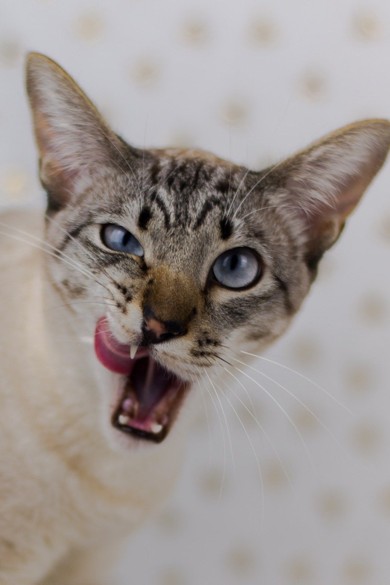 Getigerte Katze mit blauen Augen leckt sich über das Maul