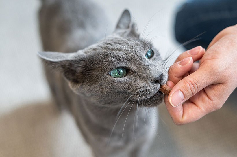 Graue Katze mit smaragdgrünen Augen frisst ihrem Frauchen Futter aus der Hand