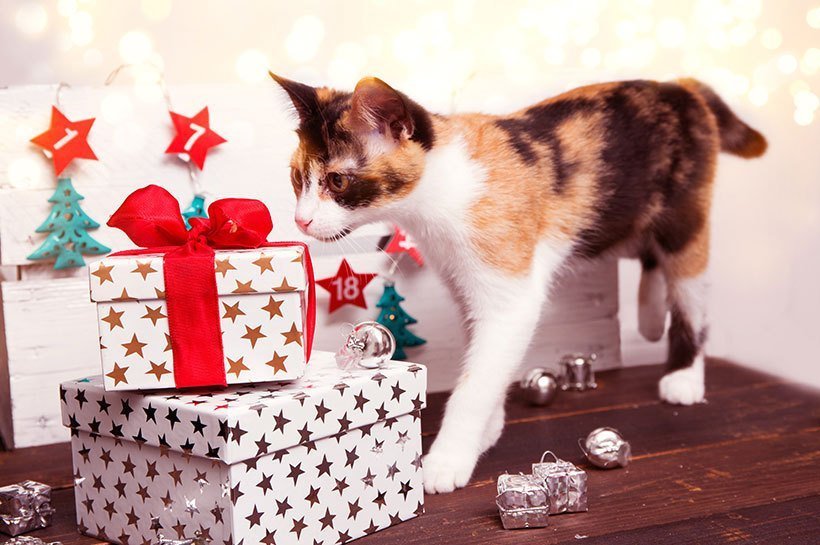 Katze läuft über einen Geschenketisch und schnuppert an einem eingepackten Geschenk