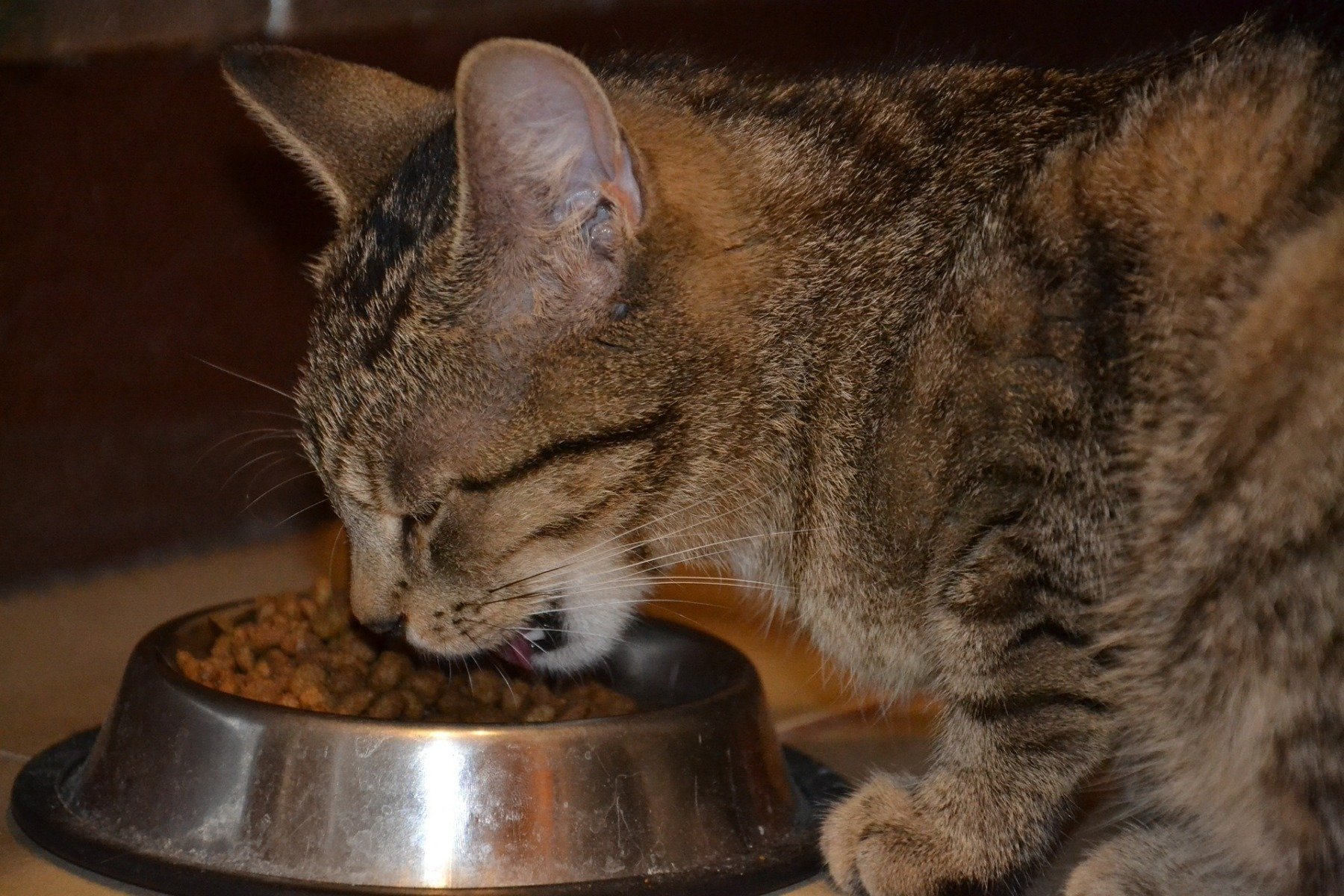 Katze blickt von unten hoch den Betrachter an 