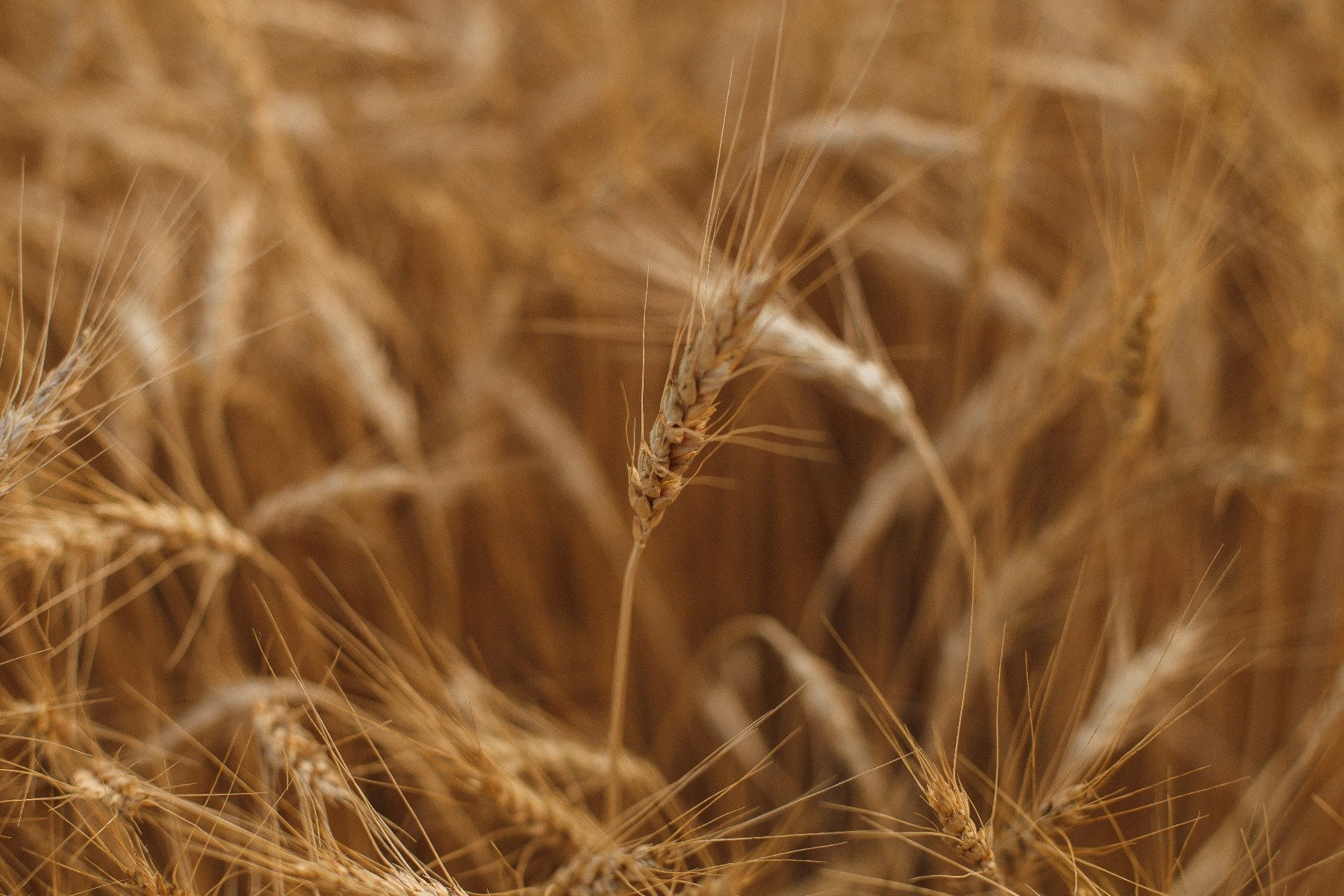 Ähren auf dem Feld