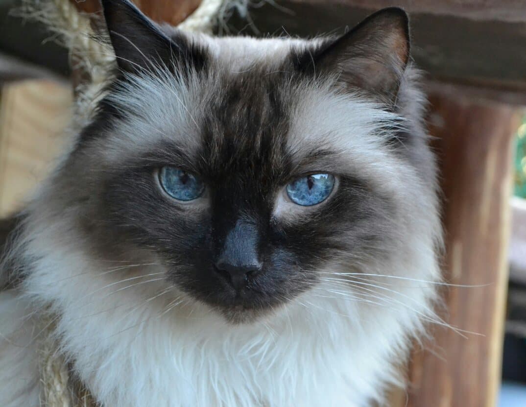 Getreidefreies Katzenfutter Trend Oder Wichtig Für Die