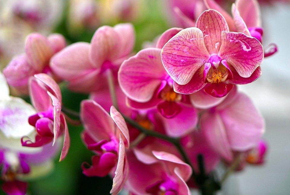 Blühender Orchideenzweig