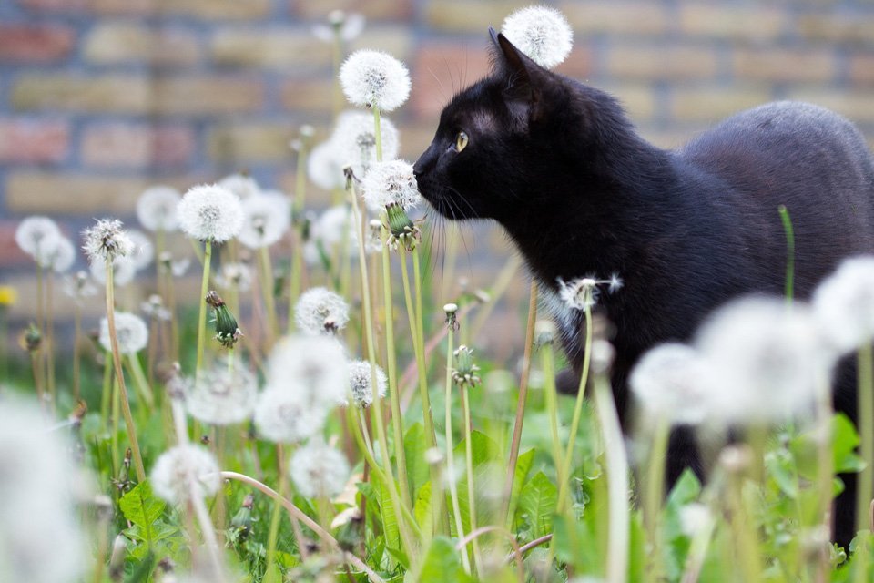 Schwarze Katze stromert durch Löwenzahn