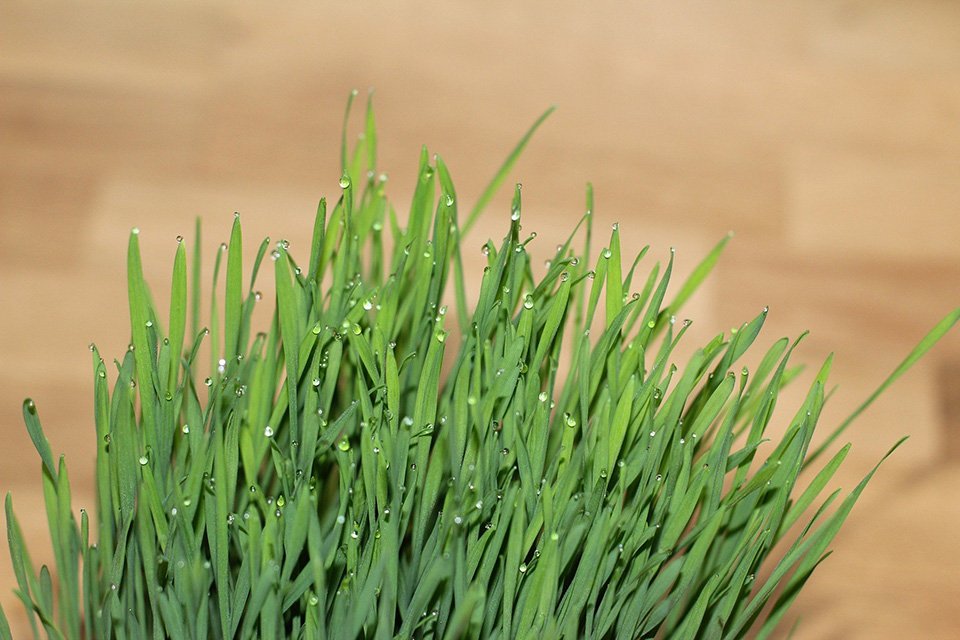 Topf mit sattgrünem Katzengras