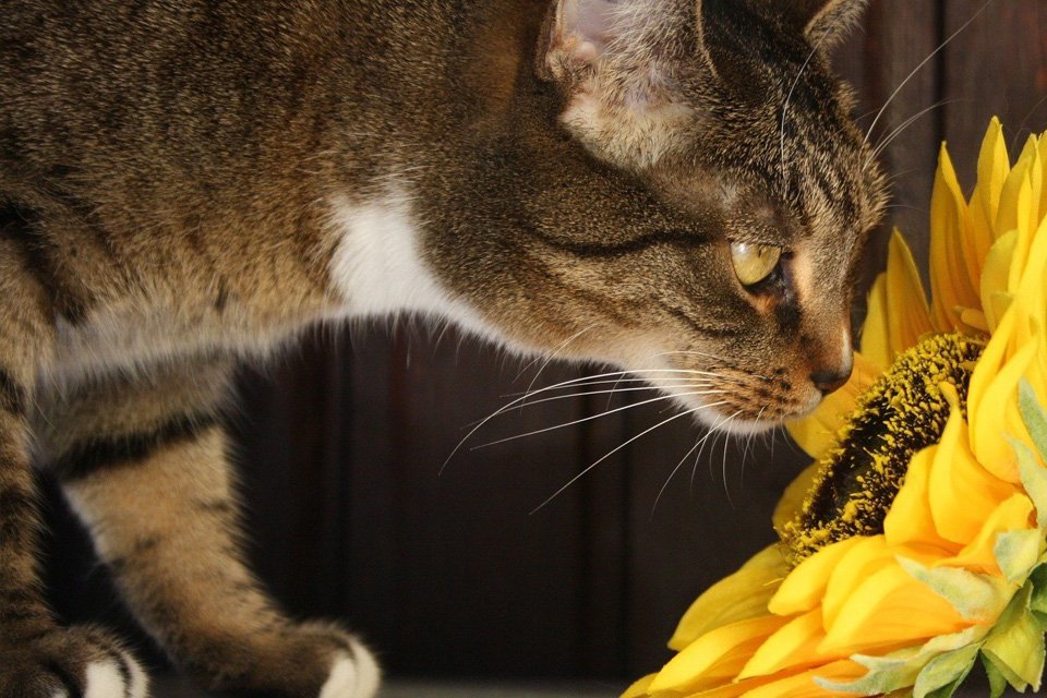 Getigerte Katze mit Sonnenblume