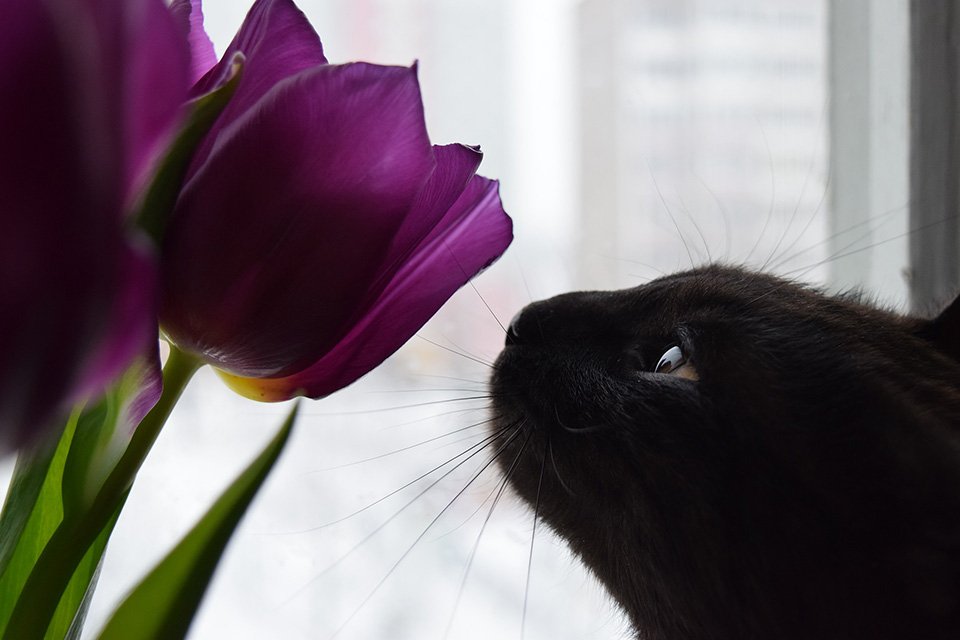 Katze schnuppert an einer violetten Tulpenblüte