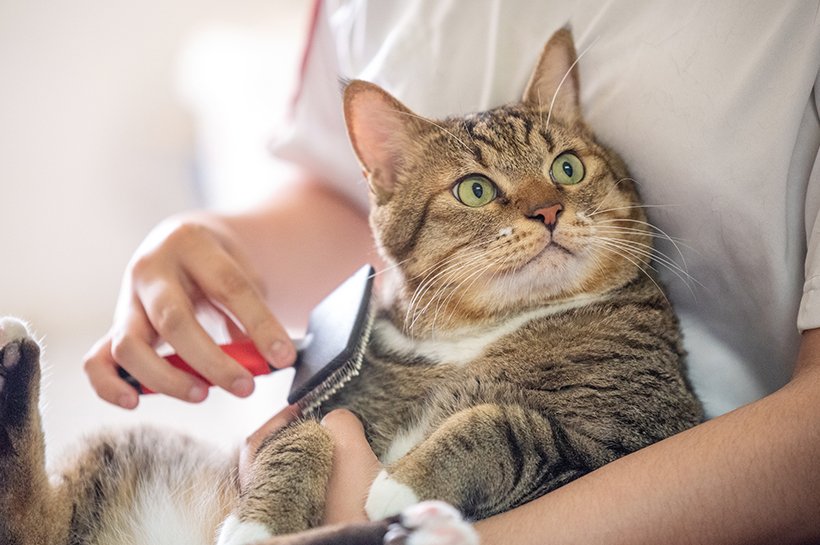 Katze liegt in den Armen der Katzenbesitzer und wird sanft mit einer speziellen Katzenbürste gebürstet