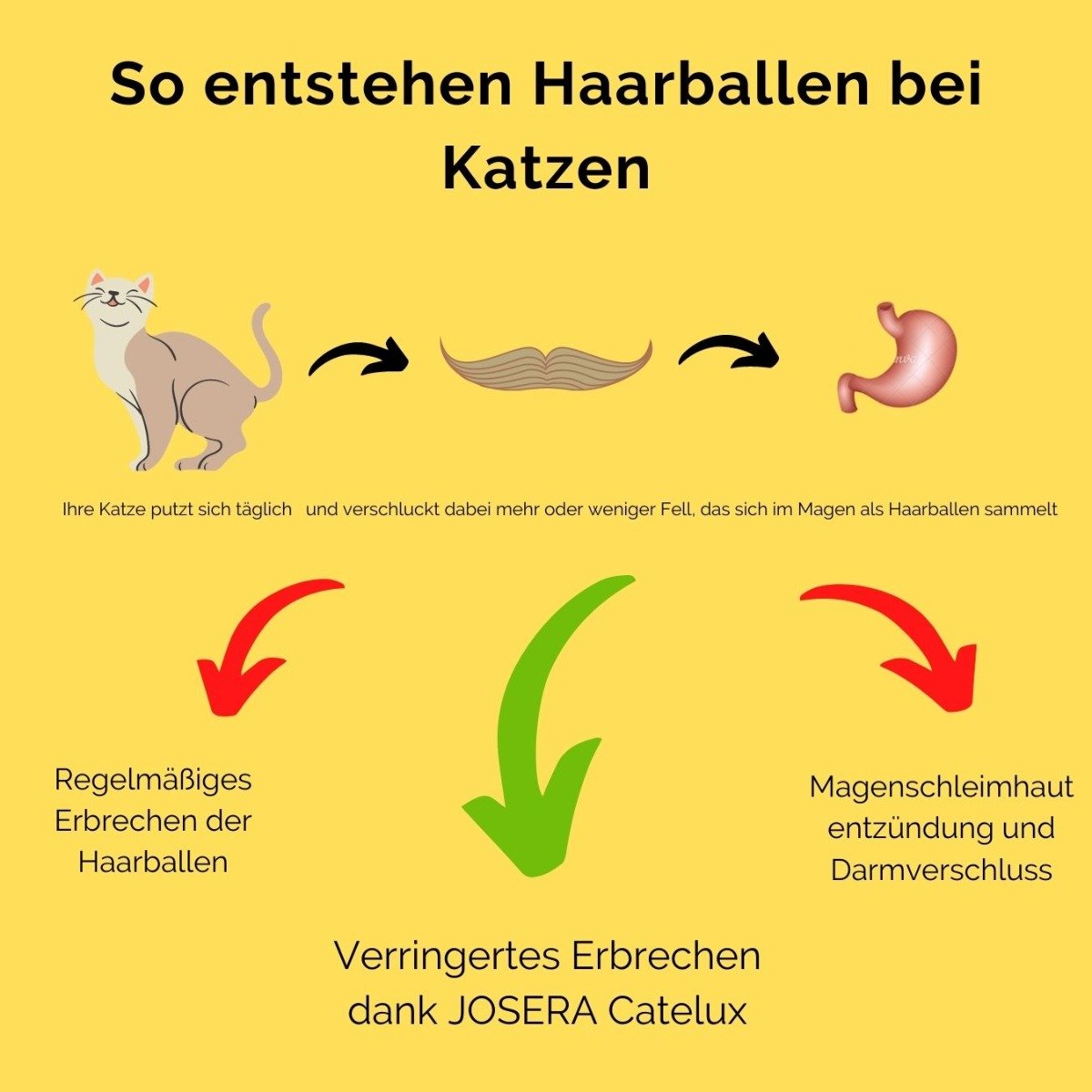 Haarballen Katze Hausmittel