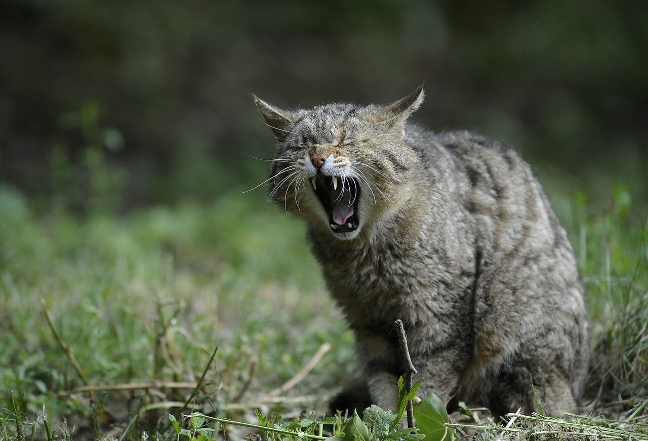 Wildkatze gähnt