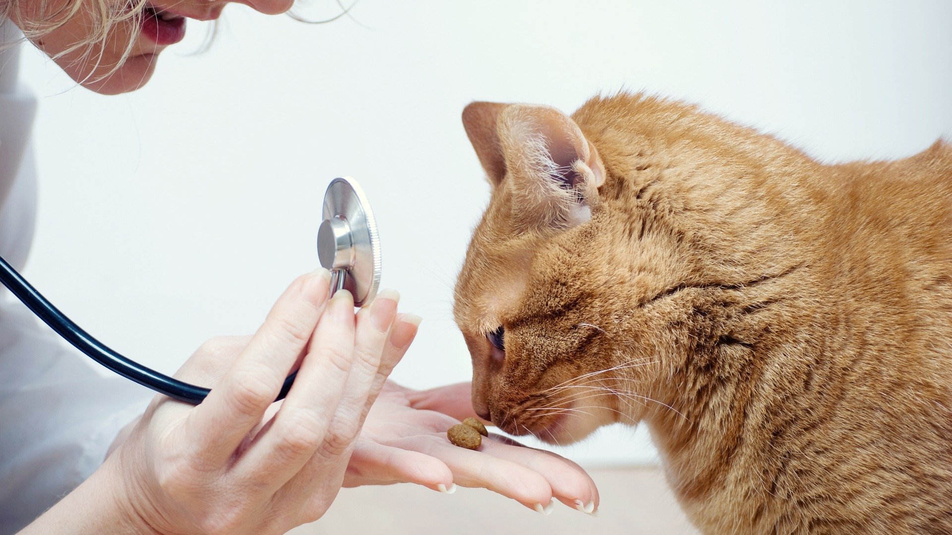 Katzenkrankheiten Symptome, Ursachen & Risiken